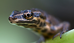 BB 09 0144 / Lissotriton vulgaris / Småsalamander